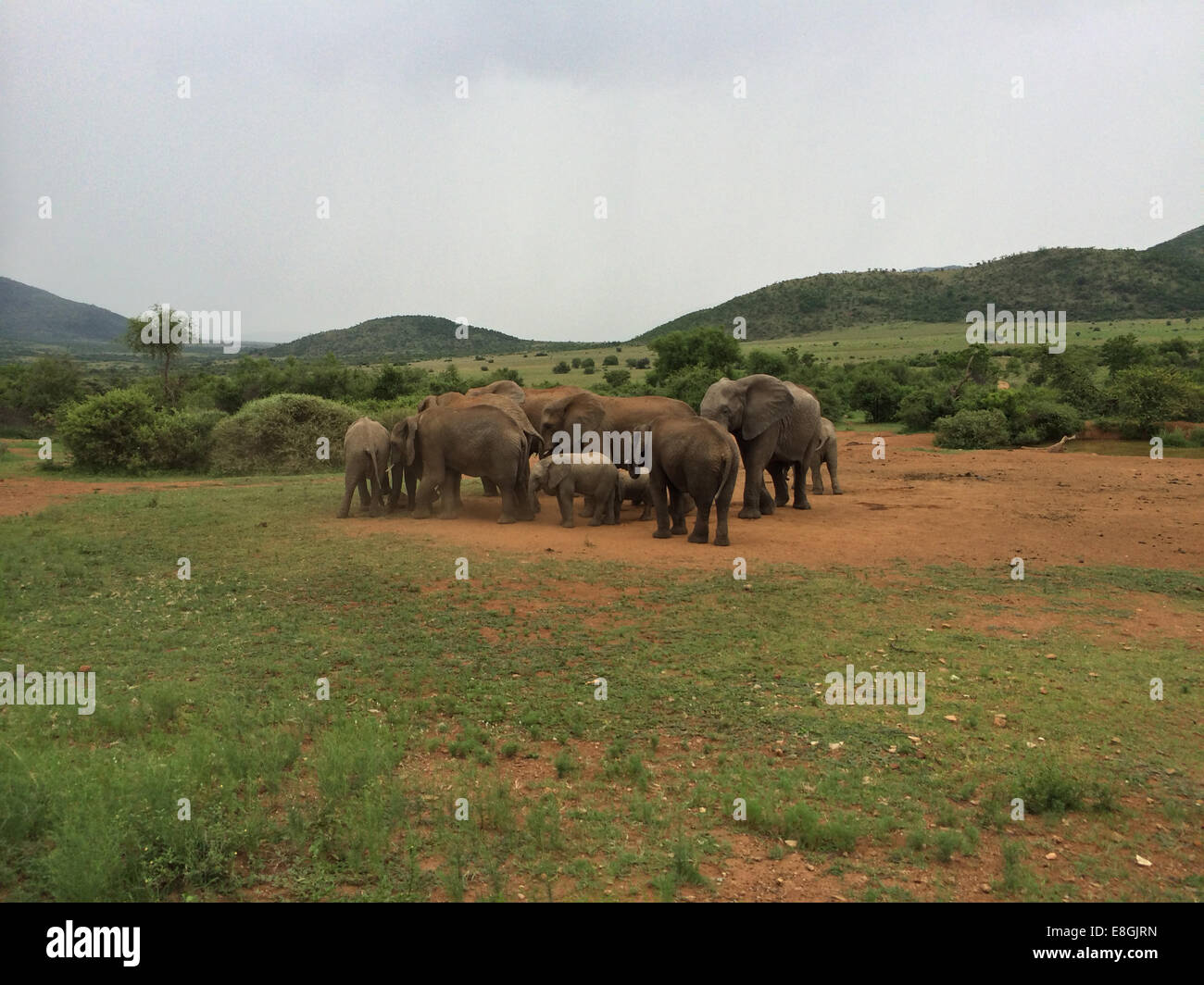 L'Afrique du Sud, la municipalité de district de Bojanala Platinum, troupeau d'éléphants africains à Pilanesberg Game Reserve Banque D'Images
