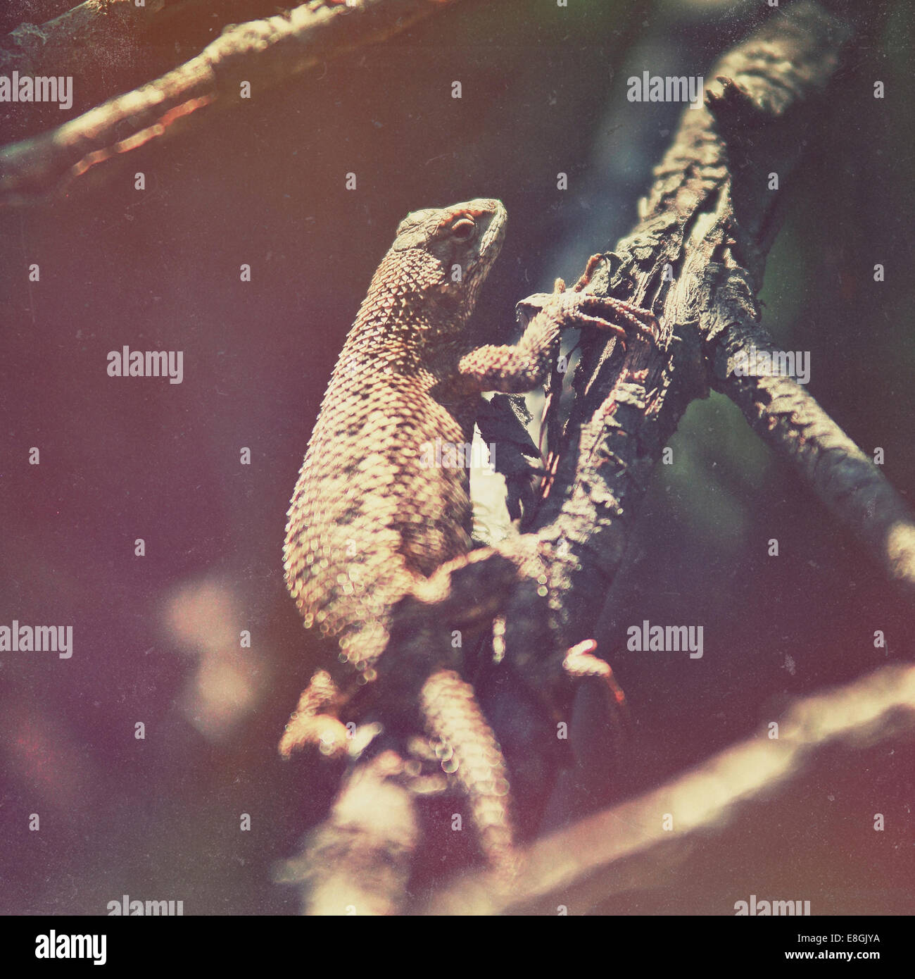 USA, Californie, Los Angeles, Malibu, Lizard on branch Banque D'Images