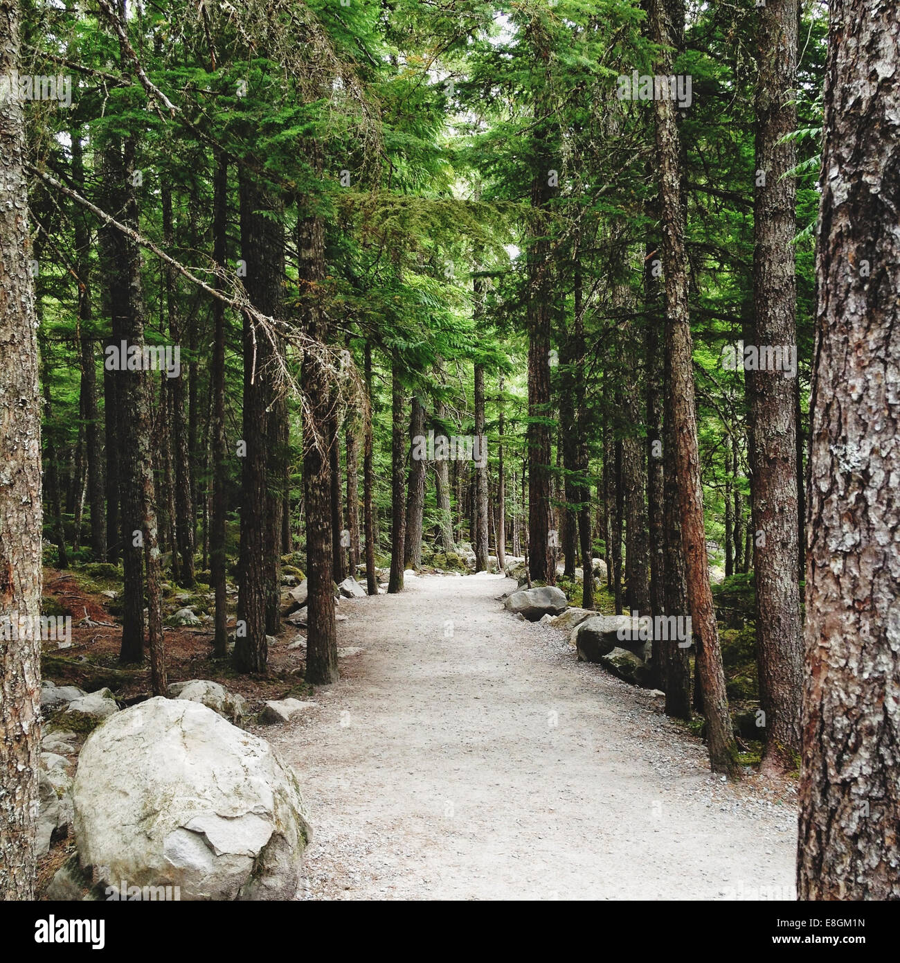 Chemin à travers la forêt, Canada Banque D'Images