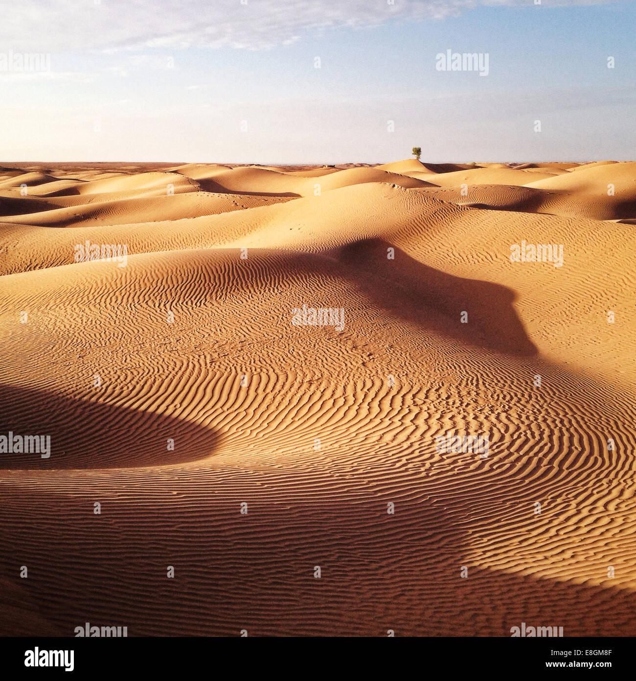Arbre solitaire dans le désert du Sahara, Maroc Banque D'Images