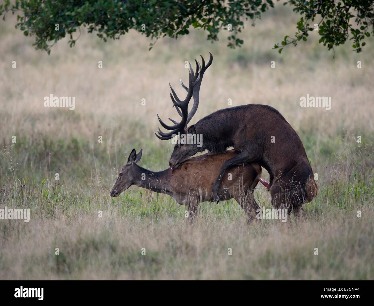 Red Deer (Cervus elaphus), couple accouplement, Copenhague, Danemark Banque D'Images