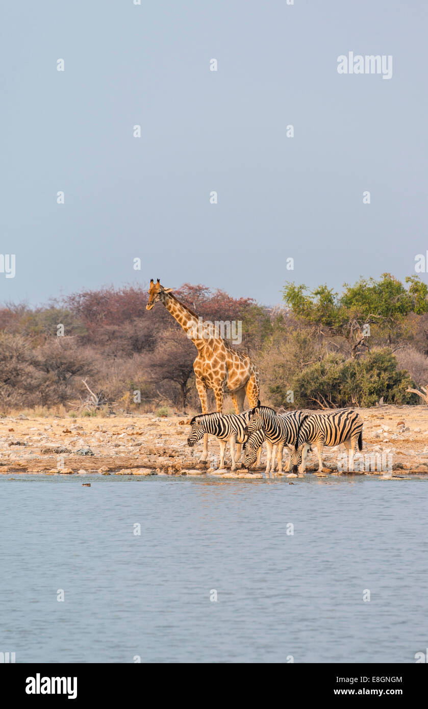 Girafe (Giraffa camelopardis) et de Burchell (Equus quagga burchellii Zebraa), Klein Namutoni trou d'eau, Etosha National Park Banque D'Images