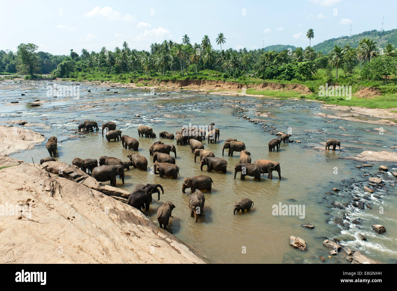 Groupe d'éléphants d'Asie (Elephas maximus) par la rivière, province de Sabaragamuwa, Pinnawala, Sri Lanka Banque D'Images