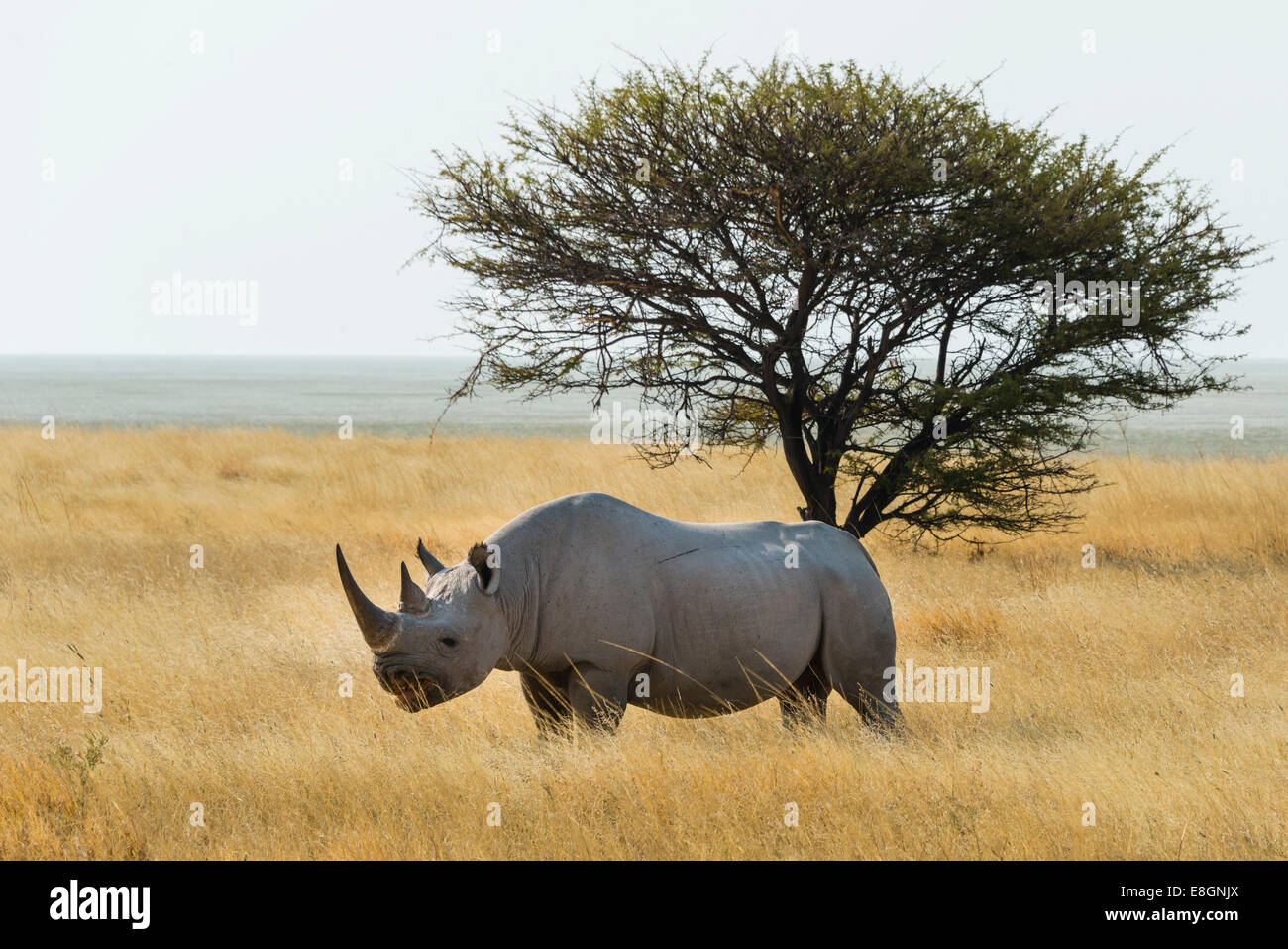 Le Rhinocéros noir (Diceros bicornis) le pâturage au bord de l'Etosha, Etosha National Park, Namibie Banque D'Images