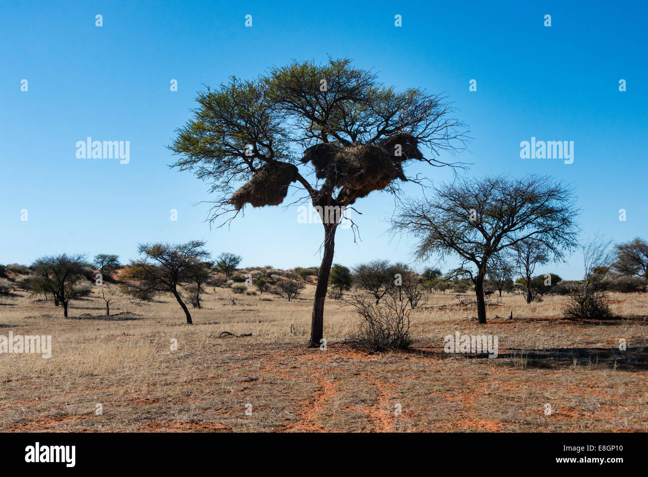 Camel Thorn Tree (Acacia erioloba) avec nids de l'Sociable Weaver (Philetairus socius), Désert du Kalahari, en Namibie Banque D'Images