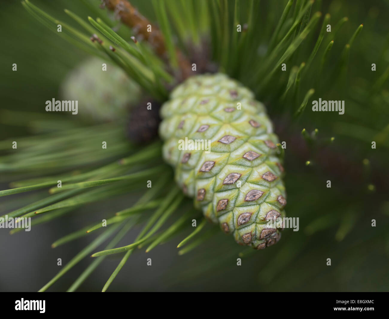 Jeune Cône de pin. Naoshima, Japon Banque D'Images