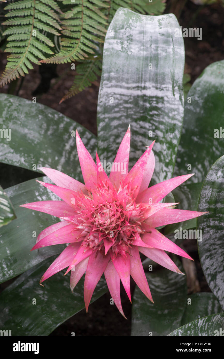 Plante : URN Aechmea fasciata 'Primera' Banque D'Images