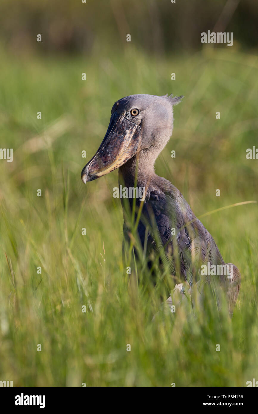Bec-en-sabot une proie de tiges à l'herbe de bangweulu, zones humides en Zambie Banque D'Images
