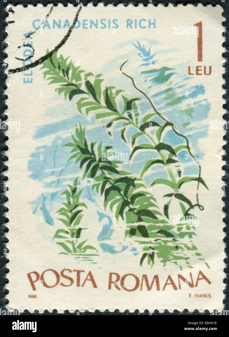 Roumanie - VERS 1966 : timbre-poste imprimé en Roumanie montre élodée du Canada (Elodea canadensis), vers 1966 Banque D'Images