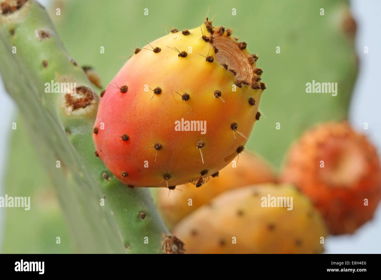 FRUIT DE CACTUS EN PLEINE CROISSANCE/FIGUIER DE BARBARIE Banque D'Images