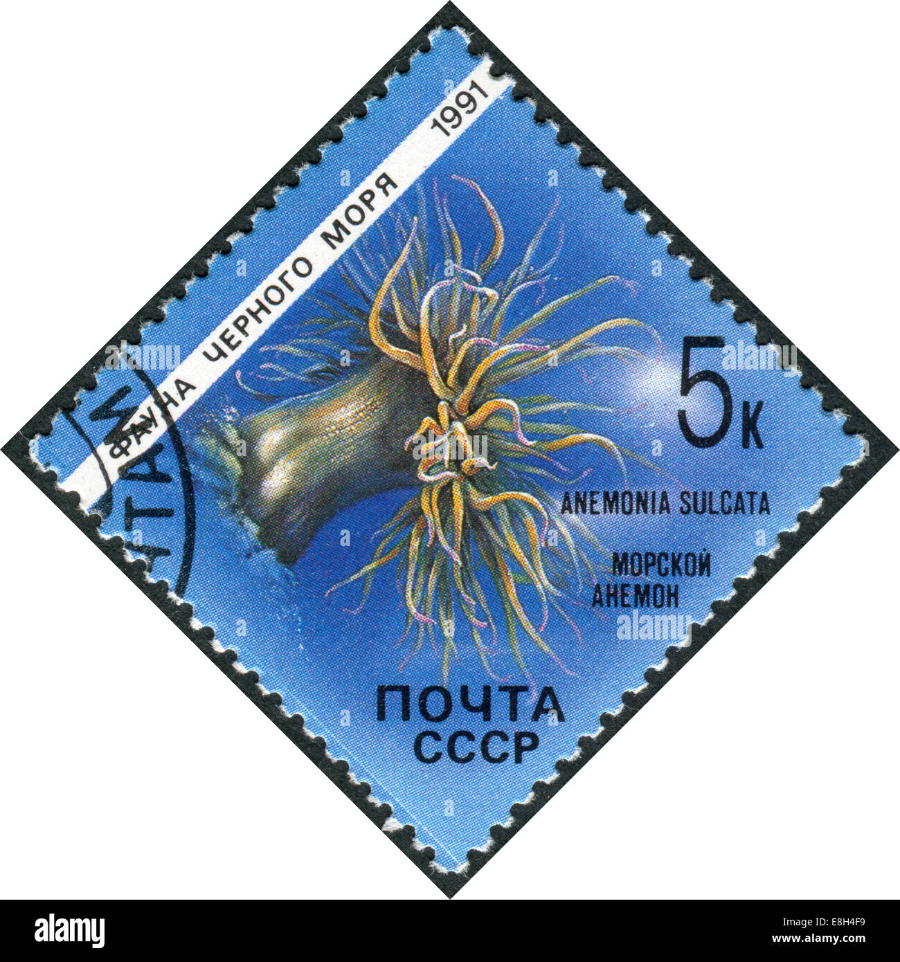 Timbre-poste imprimé en URSS, montre la faune de la mer Noire, Anemonia sulcata (Anémone) Banque D'Images