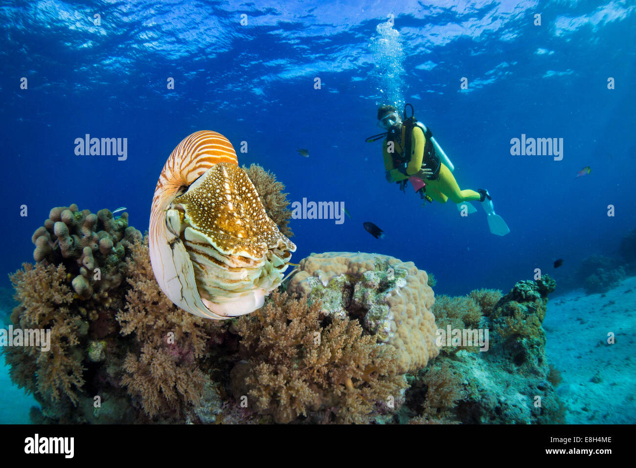 Océanie, Palaos, plongeur regardant Nautilus Nautilus, Palau, belauensis dans l'Océan Pacifique Banque D'Images