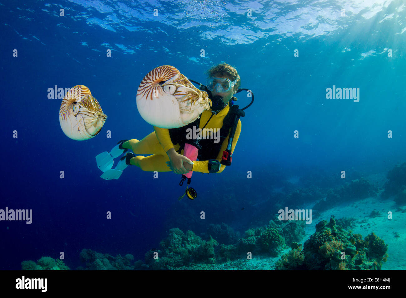 Océanie, Palaos, plongeur regardant Palau nautilusses belauensis, Nautilus, dans l'Océan Pacifique Banque D'Images