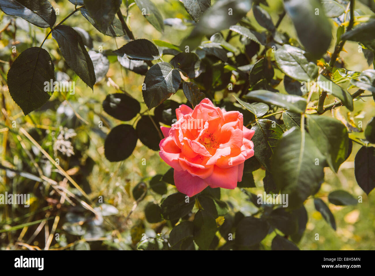 Allemagne, Rhénanie du Nord-Westphalie, Bornheim, Rose dans jardin Banque D'Images