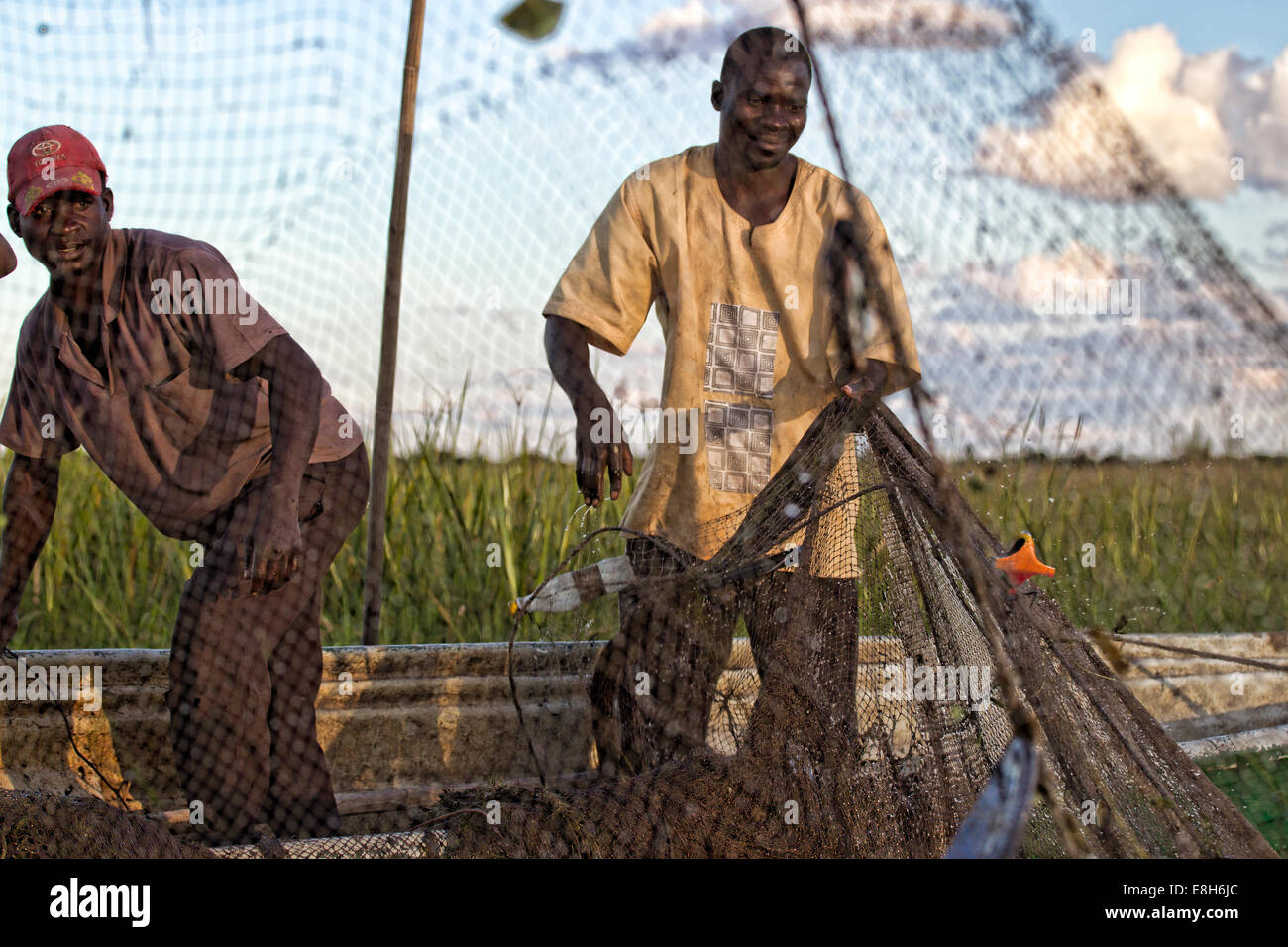 Vérifier les pêcheurs dans leurs filets Bangweulu en Zambie Banque D'Images
