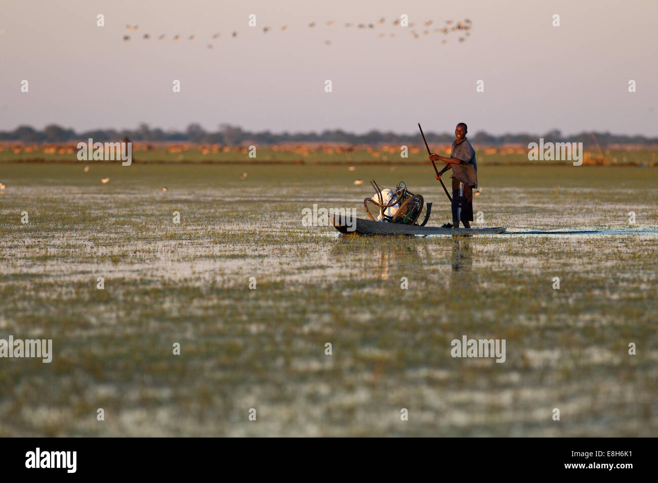 Un pêcheur se glisse dans l'eau en Jiménez-montealegre une pirogue dans les zones humides, la Zambie Bangweulu Banque D'Images