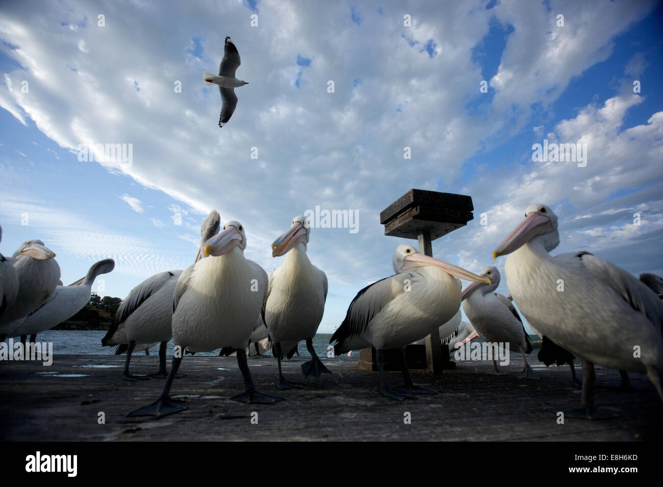Les pélicans se tenir ensemble en attente de poissons, Kangaroo Island, Australie du Sud Banque D'Images