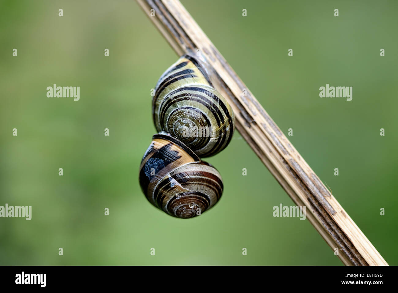 Deux escargots, Gastropoda, suspendu à une tige Banque D'Images