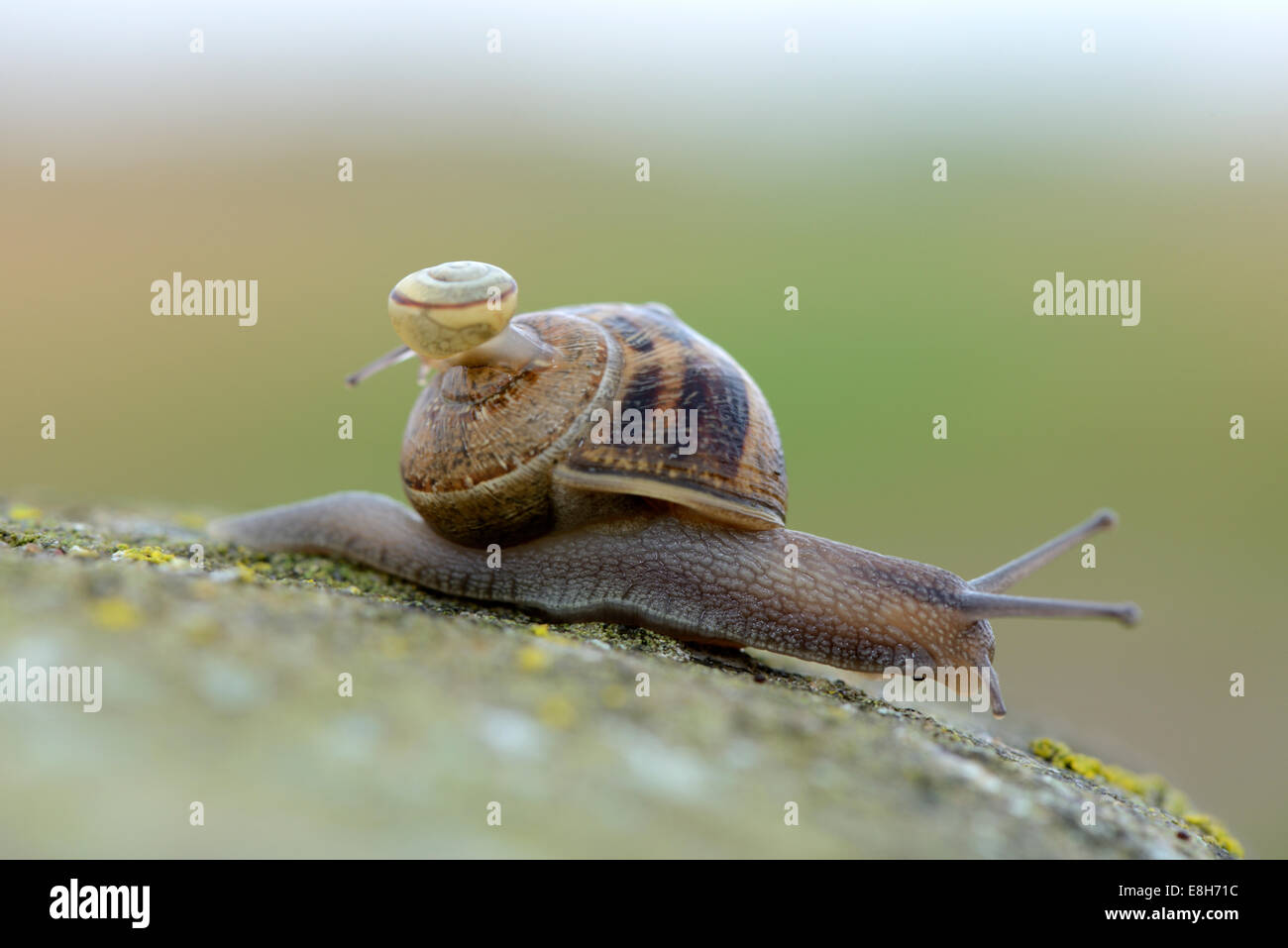 Escargot, Gastropoda, exerçant son enfant sur le shell Banque D'Images