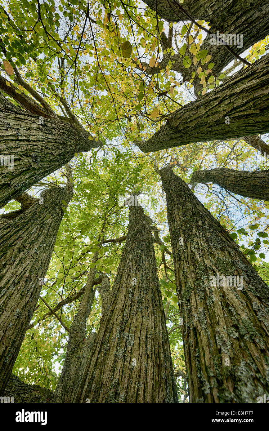 Belles nuances de vert jaune orange arbre Katsura Cercidiphyllum japonicum toffee apple tree ou arbre automne-Judas japonais Banque D'Images