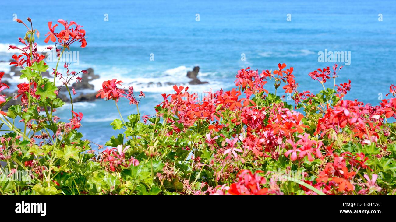 Vue sur l'océan avec les fleurs rouges à l'avant-plan. Banque D'Images