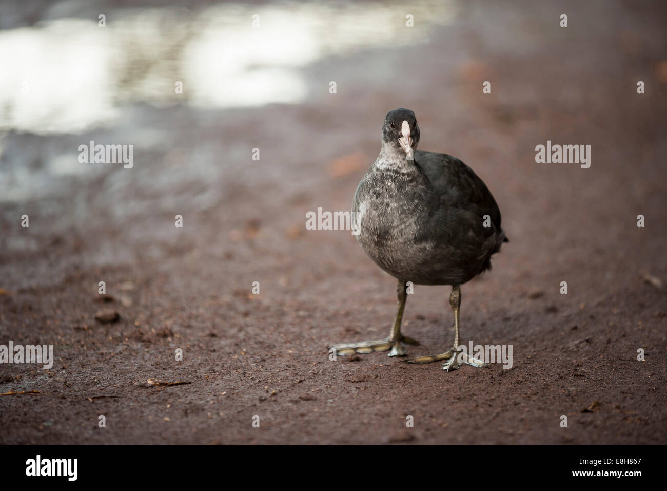 Allemagne, Rhénanie-Palatinat, canard à voir Laacher Banque D'Images