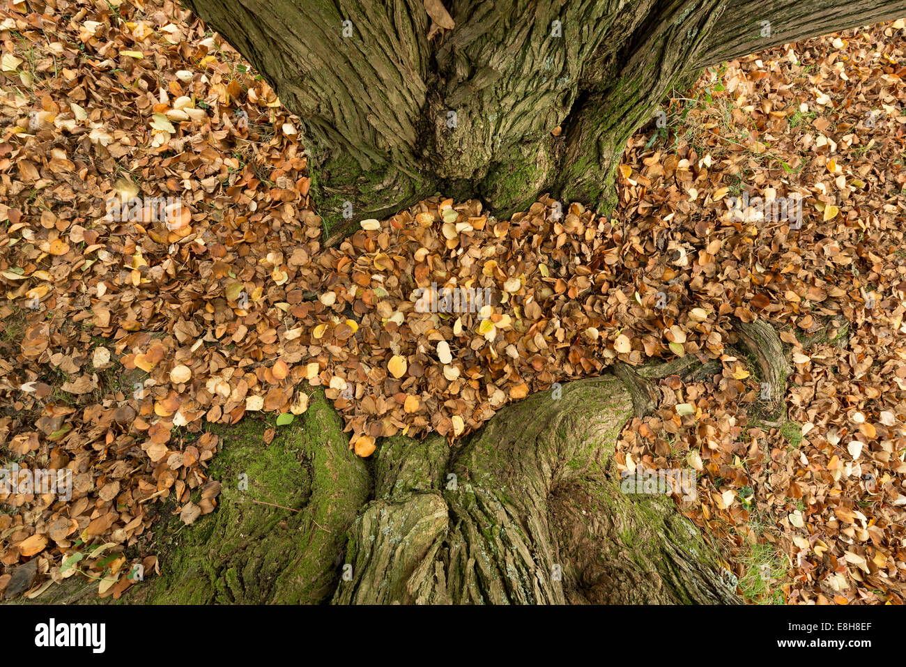 Belles nuances de jaune d'orange de l'arbre Katsura Cercidiphyllum japonicum toffee apple tree ou arbre automne-Judas japonais Banque D'Images