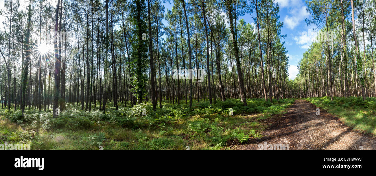 France, Aquitaine, Vielle Saint Girons, forêt de conifères Banque D'Images