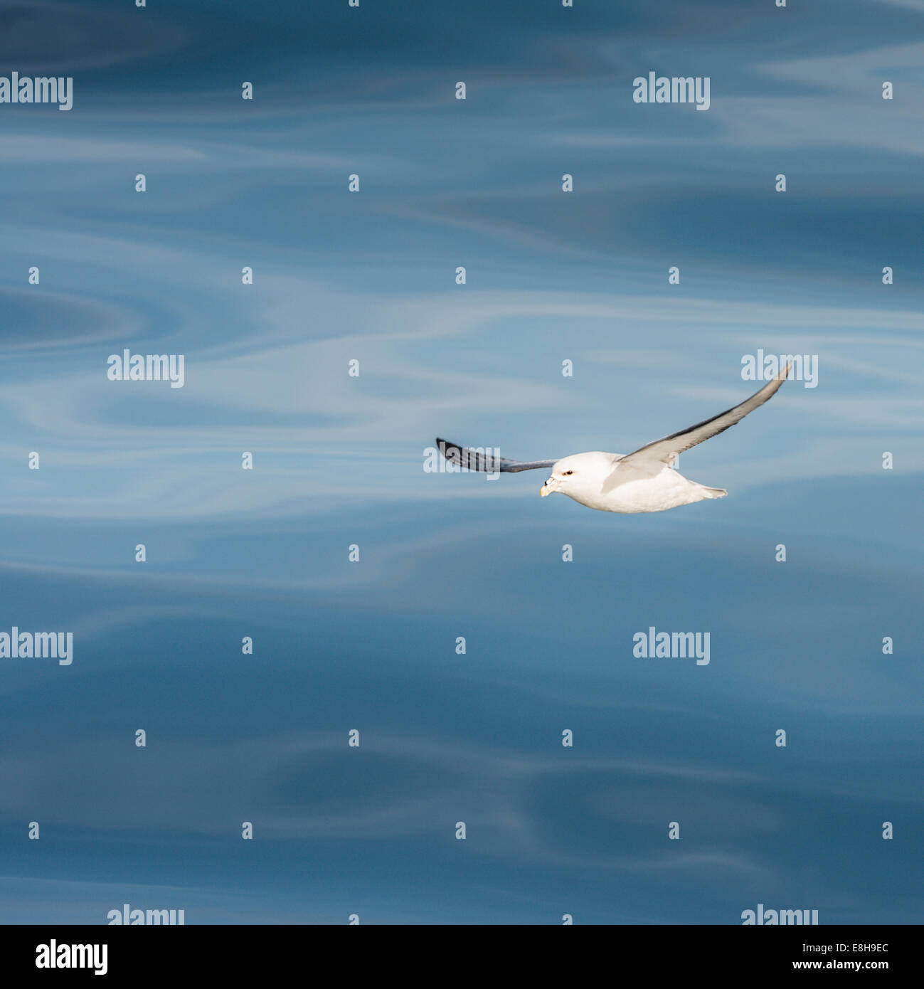 Les courbes d'écrémage Fulmar en Islande. Banque D'Images