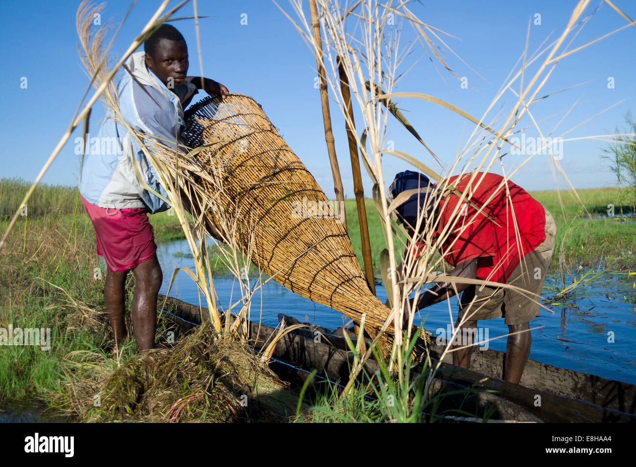 Les pêcheurs sur des pirogues préparer des pièges à poissons dans les zones humides, un marais Bangweulu en Zambie. Banque D'Images