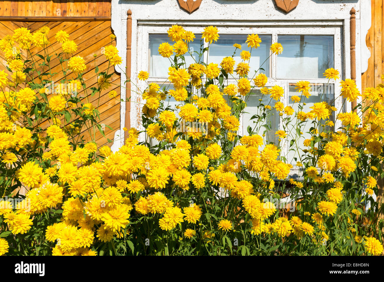 Fleurs jaunes en face de maison de village Banque D'Images