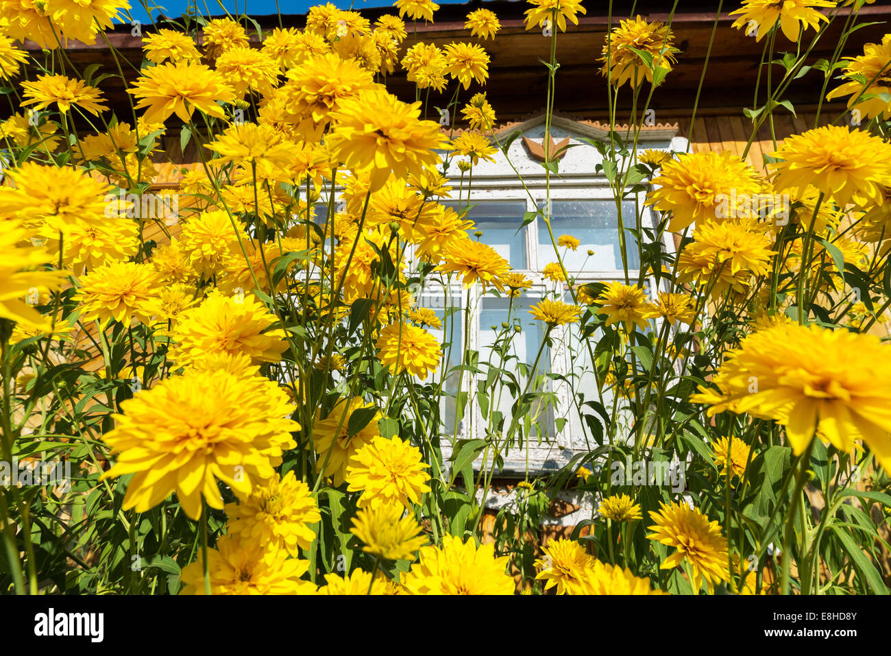 Fleurs jaunes en face de maison de village Banque D'Images