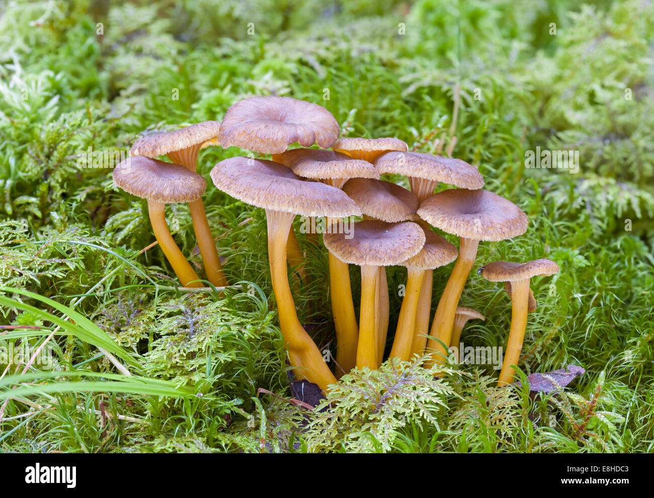 Champignons blanches yellow foot Banque D'Images