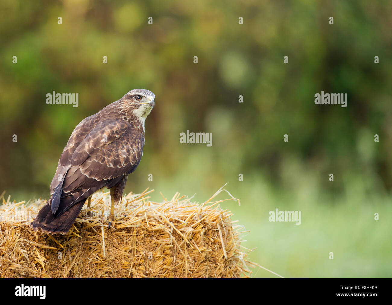 Wild Buse variable Buteo buteo, perché sur le ballot de paille Banque D'Images