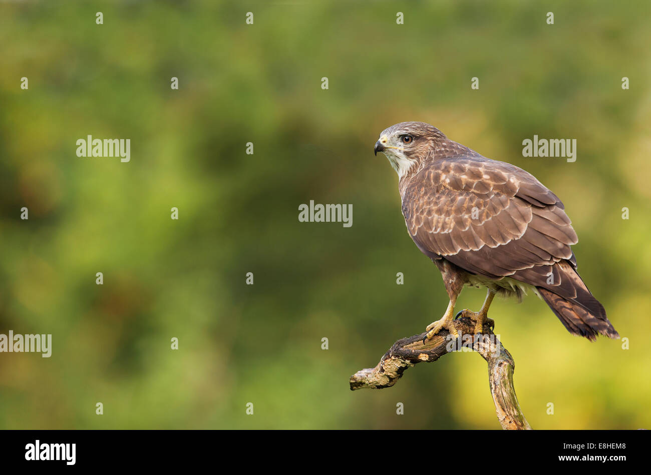 Wild Buse variable, Buteo buteo perché sur branche d'arbre Banque D'Images
