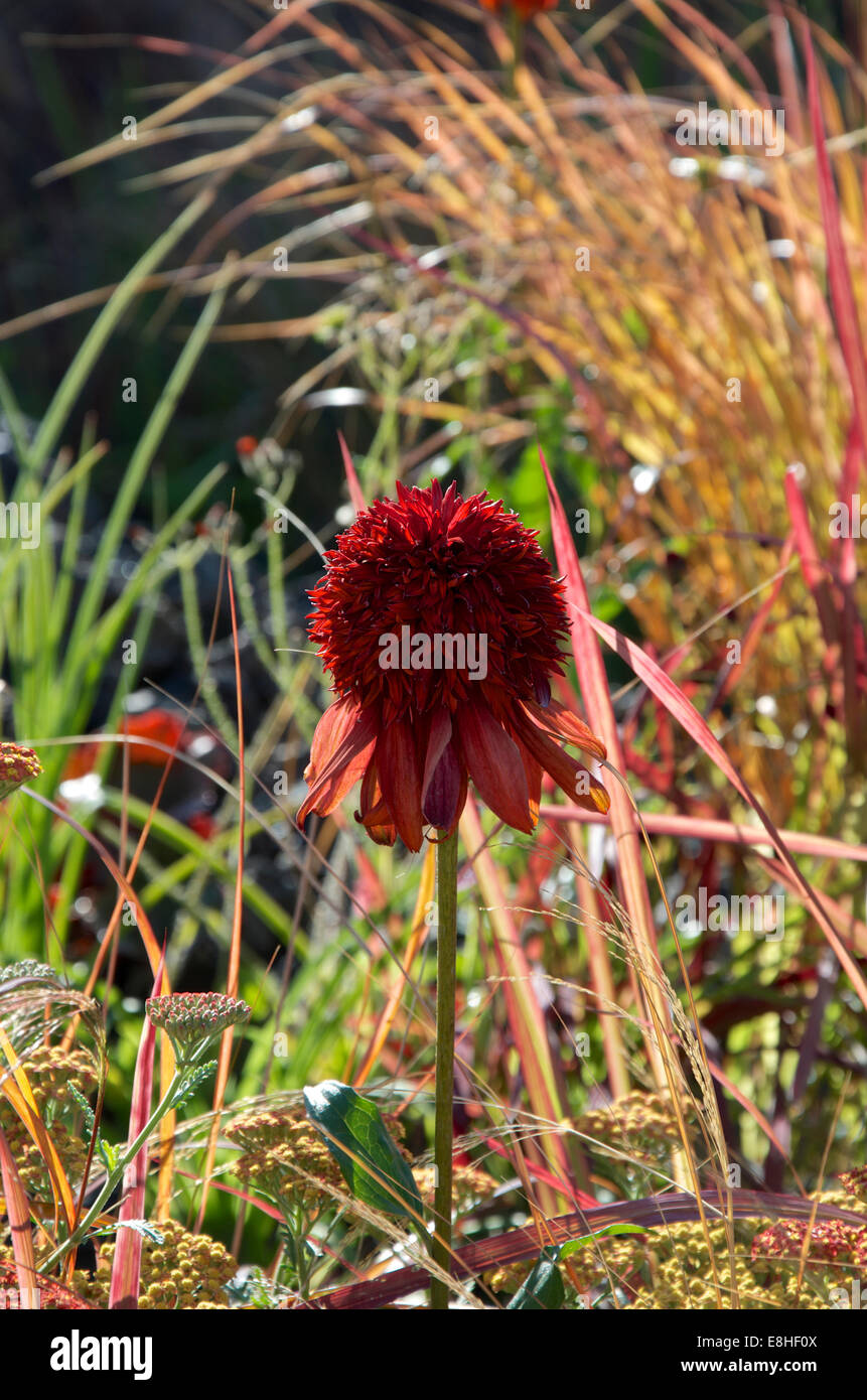 Echinacea purpurea Hot Papaya Banque D'Images