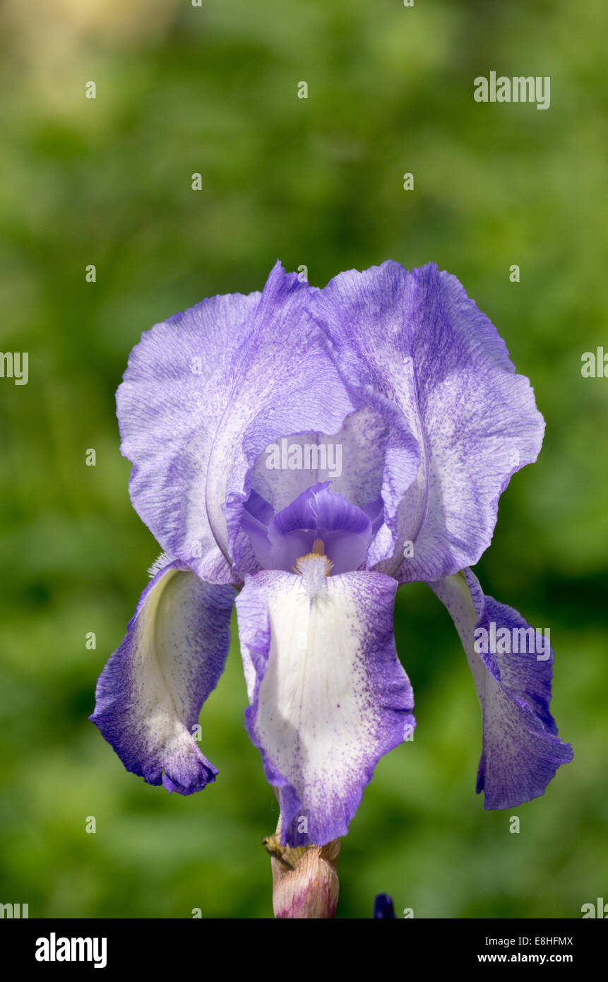 Iridaceae Germanica Banque D'Images