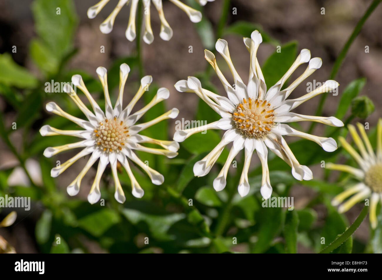 Ostéospermum African daisy Nasinga Cream Banque D'Images Ostéospermum African daisy Nasinga Cream Banque D'Images