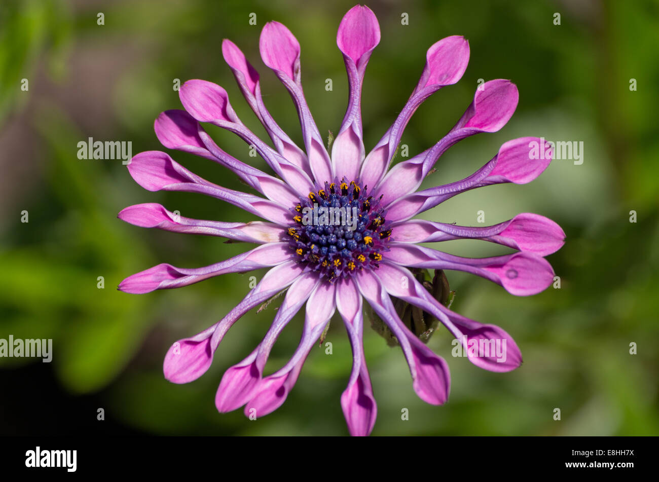 L'Afrique de l'Osteospermum 'Pink daisy Whirls' Banque D'Images L'Afrique de l'Osteospermum 'Pink daisy Whirls' Banque D'Images