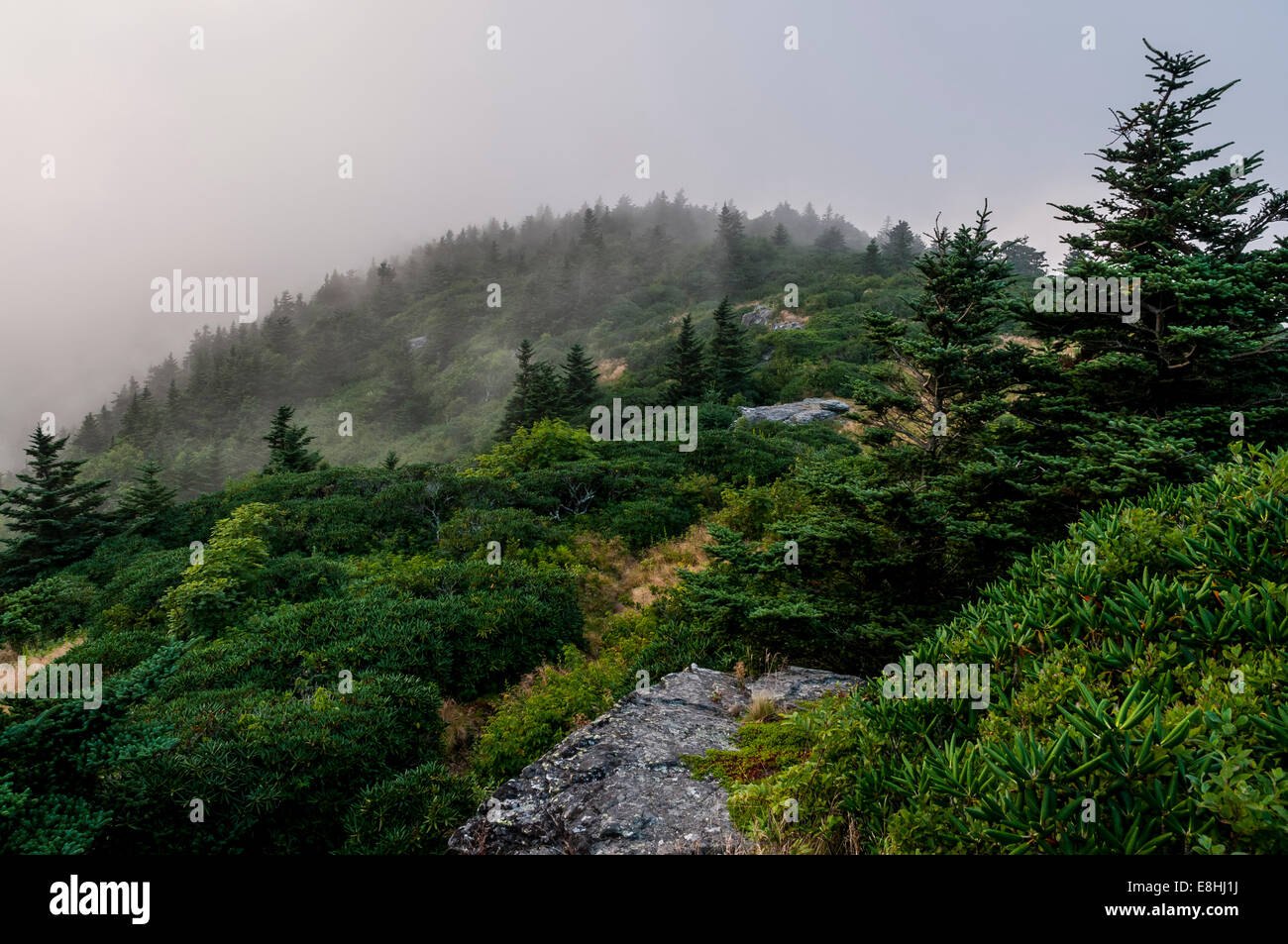 Le brouillard passe à travers les épinettes-sapins ridge haut de herbacé sur la montagne chauve Roan à Pisgah National Forest, North Carolina, USA. Banque D'Images