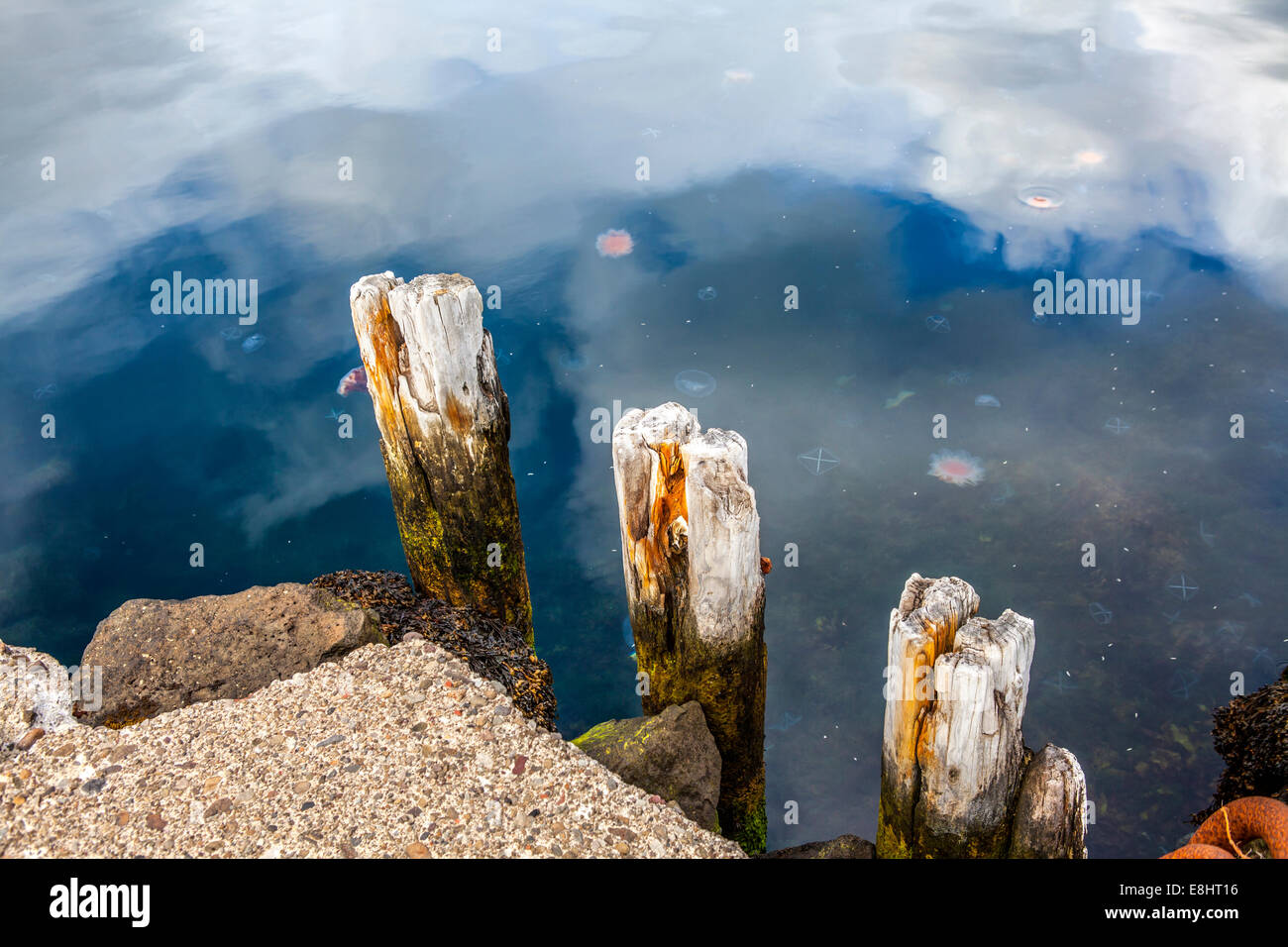 Une partie du quai dans le port de Seydisfjordur méduses dans l'eau Banque D'Images