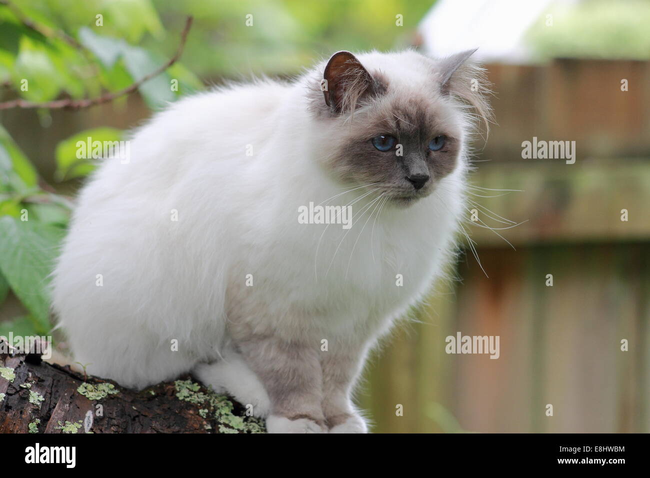 Chat Sacre De Birmanie Birman En Vous Regardant Portrait Photo Stock Alamy