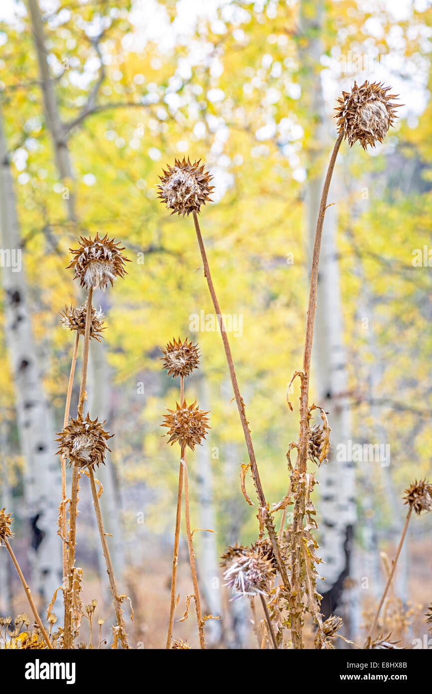 Haut de chardons dans une forêt de trembles Automne Banque D'Images