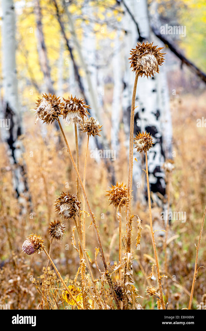 Chardon dans la nature avec des Trembles Banque D'Images