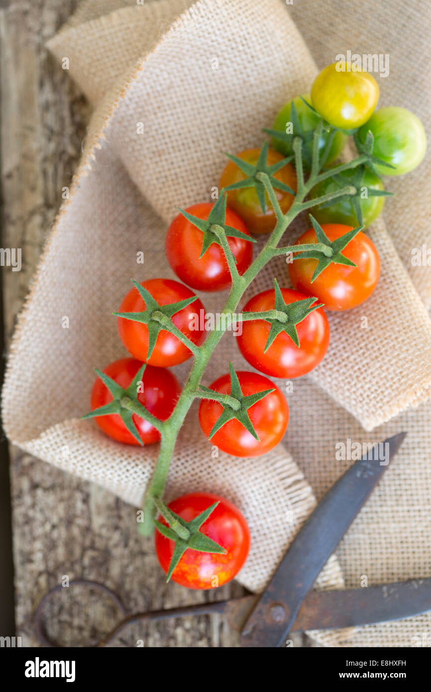 Tomates cerises rouges et vertes sur la vigne avec des ciseaux, contre le bois et toile sac Banque D'Images