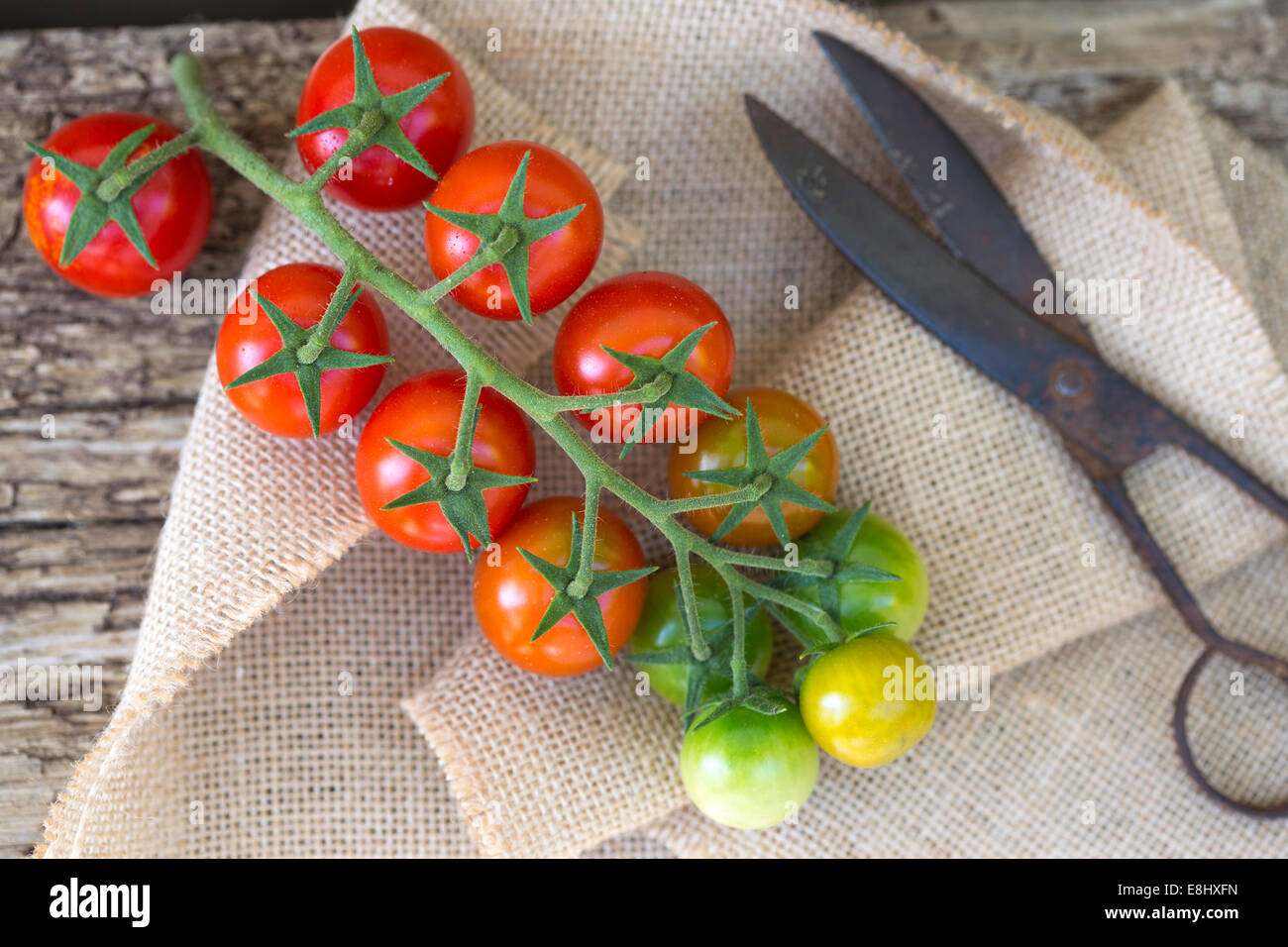 Tomates cerises rouges et vertes sur la vigne avec des ciseaux, contre le bois et toile sac Banque D'Images