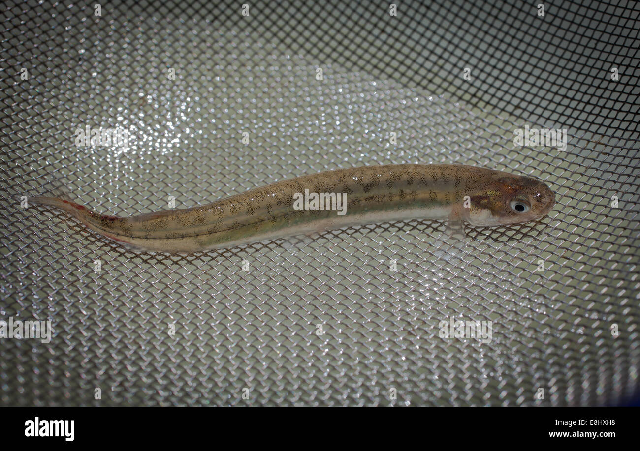 La NOUVELLE ZELANDE Whitebait : Kokupu bagués (Galaxias fasciatus) : des jeunes poissons, localement appelé Whitebait. C'est l'une des cinq espèces de friture. Banque D'Images