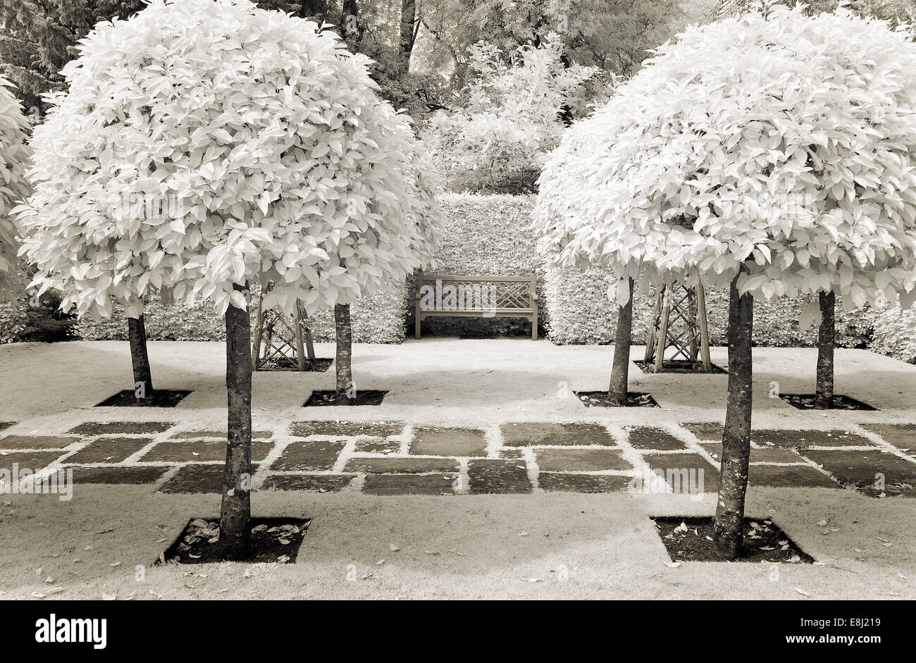 Photographie infrarouge d'un jardin anglais classique, banc en bois près de haies, chemin par pelouse à Wollerton Old Hall (NGS) Mark Banque D'Images
