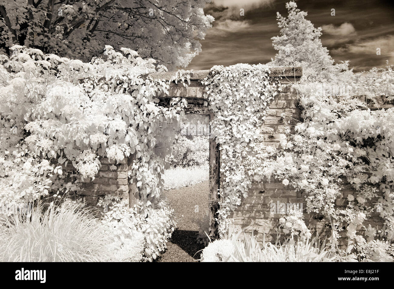 Photographie infrarouge d'un jardin anglais classique escalade Ivy autour de mur dans le jardin à Wollerton Old Hall (NGS) Market Drayton dans Banque D'Images