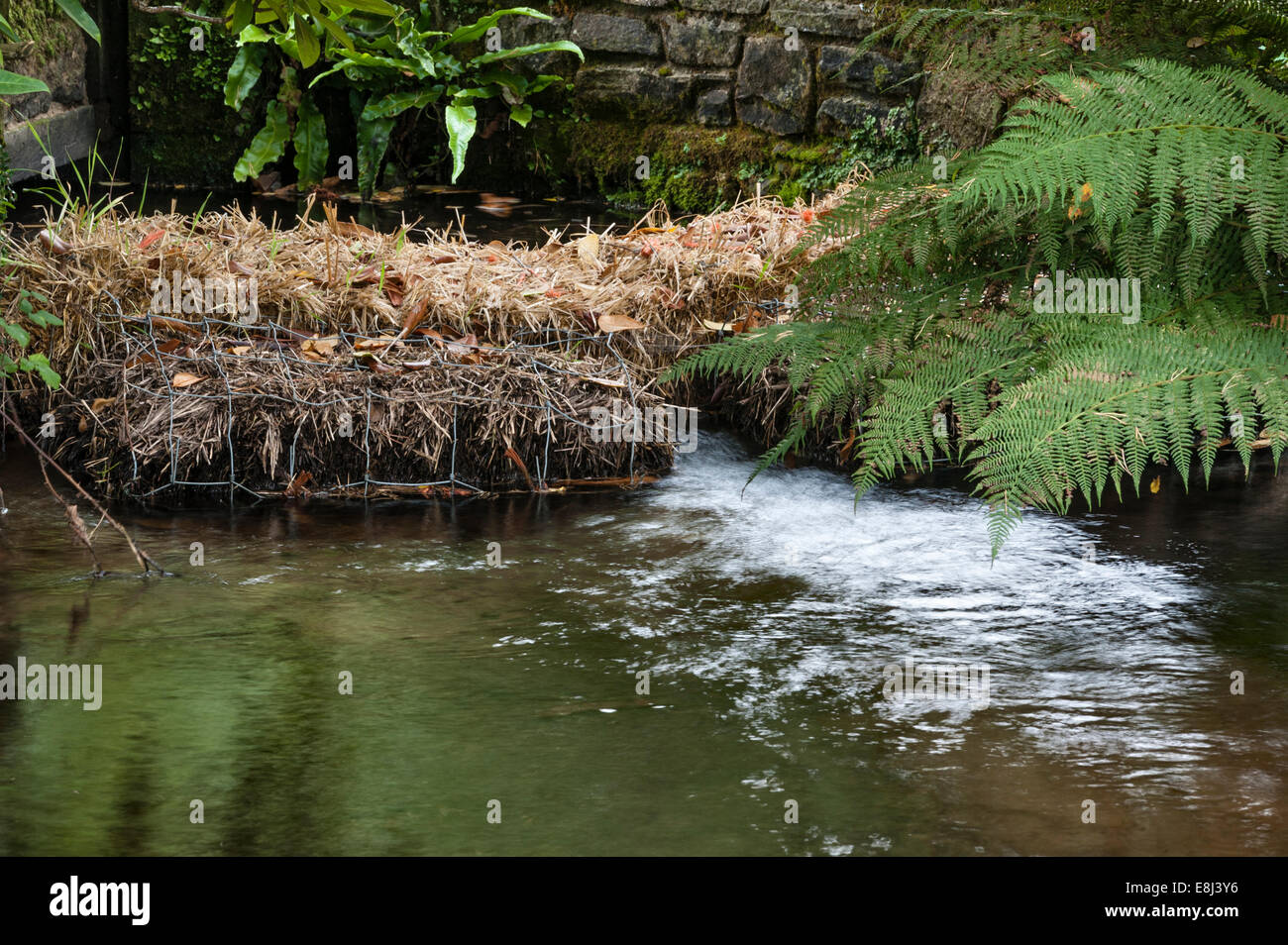 Balles de paille d'orge utilisées dans un ruisseau pour clarifier un étang de jardin - la paille produit du peroxyde qui contrôle la croissance des algues (UK) Banque D'Images